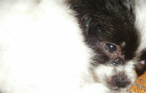 狗狗翻腸子需要禁食多久