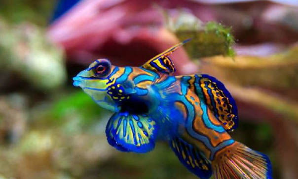 龍魚過水