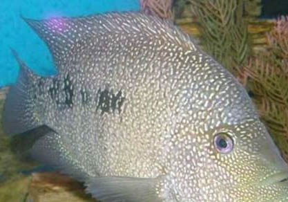 德州豹怎么區分公母