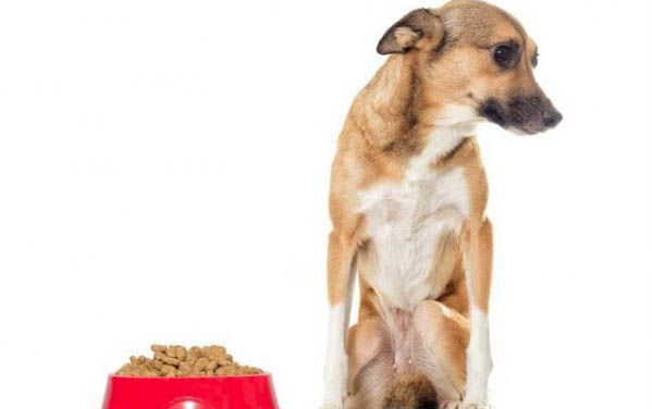9個(gè)月狗狗為什么會(huì)有線蟲呢