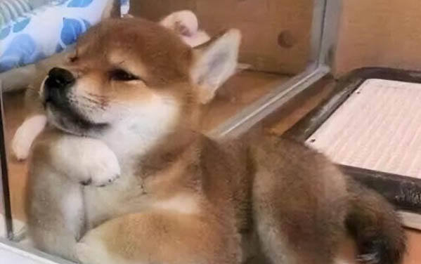 狗狗脖子僵硬歪到一邊慘叫