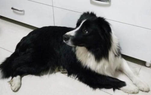 德國牧羊犬吐白色粘稠液體是什么原因