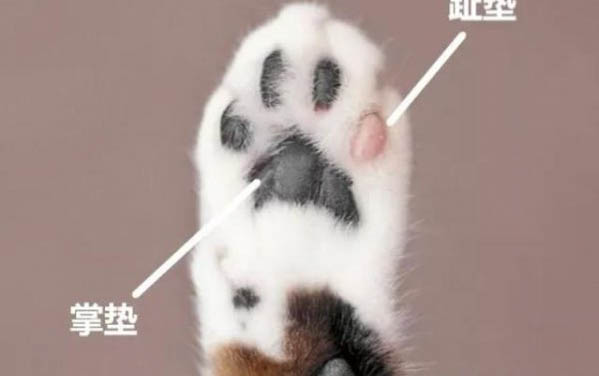 狗狗身上的蜱蟲會(huì)傳染到人的身上嗎
