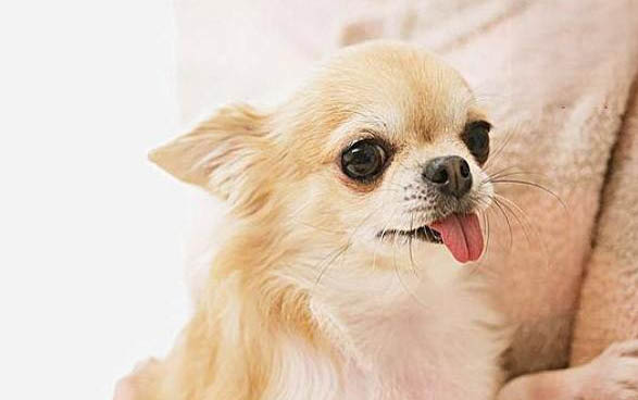 幼犬可以喝酸奶嗎？