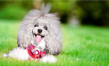 純種巨型貴賓犬價(jià)格