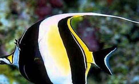 老虎和鱷魚(yú)誰(shuí)厲害