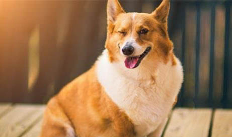 柯基犬認(rèn)主人需要多久