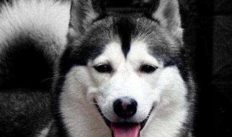 詳細介紹怎樣訓練哈士奇犬