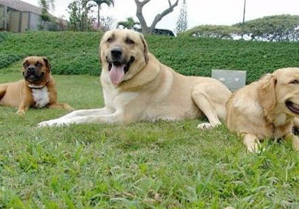 德國牧羊犬哪里有賣