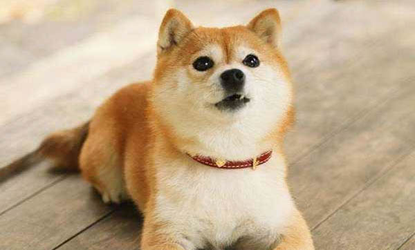柴犬幼犬怎么看純不純