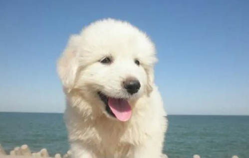 狗狗吃撐了要多久才能緩解