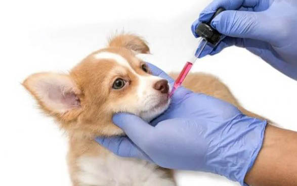 狗狗懷孕幾個月生
