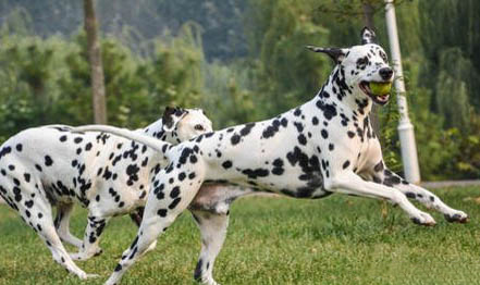 斑點犬為什么沒人養了