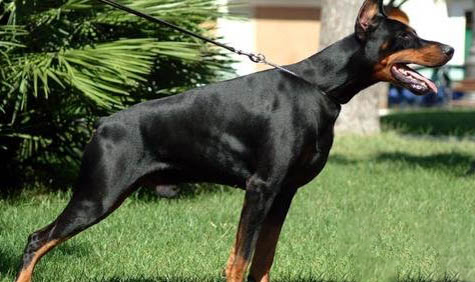 杜賓犬特點