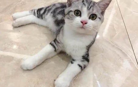 貓科動物和犬科動物哪個厲害