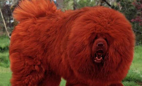 純種藏獒和雜種的有什么區別