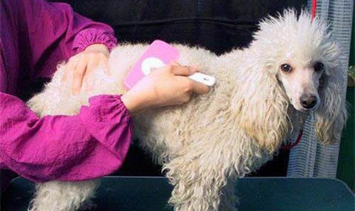 貴賓犬多少錢一只