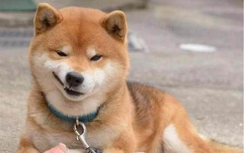 世界上最聰明的狗是