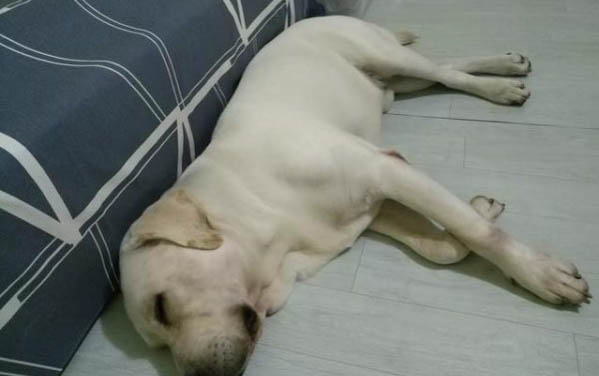 狗狗怎么訓練謝謝