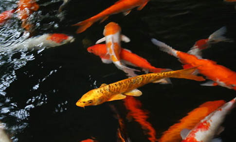 米奇魚生小魚前兆?