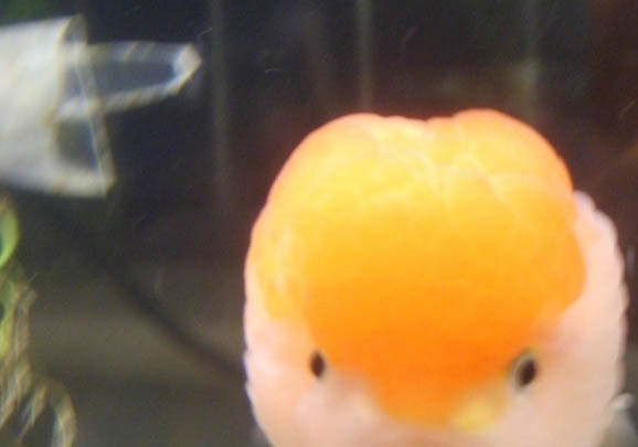 小金魚能活多久