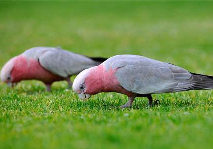 鸚鵡對人的危害有哪些
