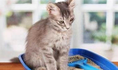 小貓腹部積水早期癥狀？