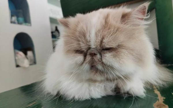 幼犬第一針可以打八聯嗎