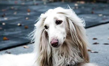 騎士查理王小獵犬眼睛紅血絲是什么原因