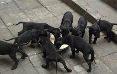 株洲犬舍在哪里