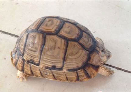 埃及陸龜品種簡介