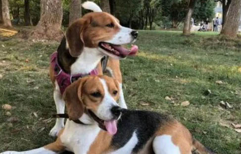 比格犬智商怎么樣