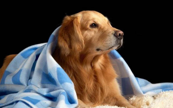 七個月的狗還是幼犬嗎