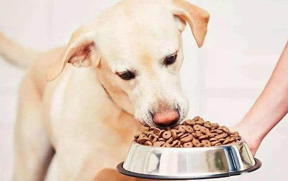 為什么狗狗粘人