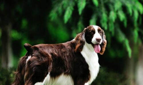 史賓格犬價(jià)格是多少錢(qián)純種英國(guó)史賓格犬多少錢(qián)一只