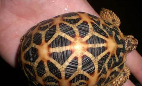 豹紋陸龜公母可以放在一起養嗎