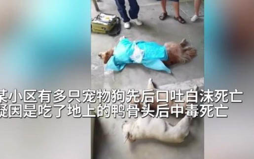 狗狗能上飛機嗎?