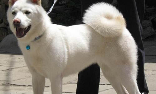 棉花面紗犬哪里有賣