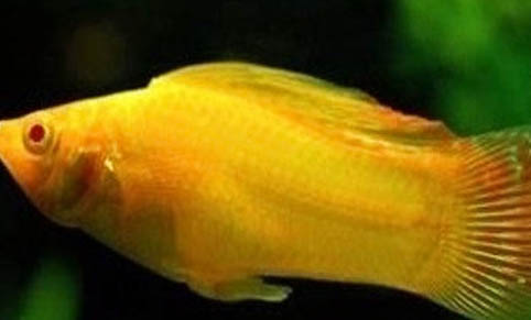 黑魚用什么窩料打窩好