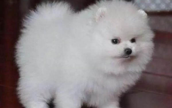 怎么訓練狗狗對小孩友好