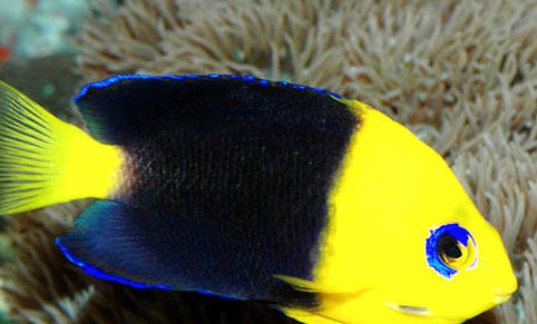 養(yǎng)七彩神仙魚用什么缸
