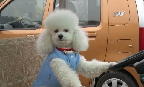 貴賓犬例假15天可以洗澡嗎