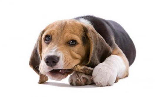 狗狗感冒了能吃人的感冒藥么?