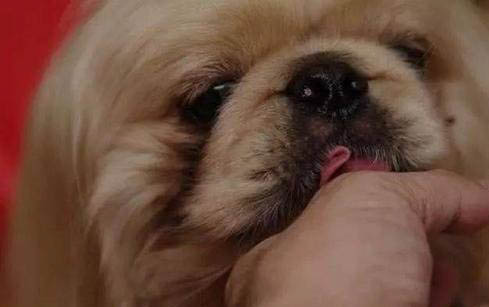 狗狗受涼會嘔吐嗎?