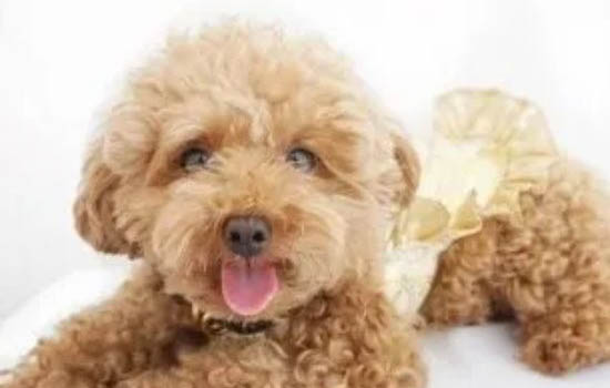 純種貴賓犬有幾種顏色