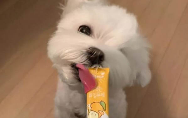 公母狗狗一起養需要注意什么