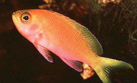 斗魚繁殖有什么需要注意的