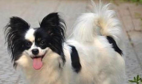 蝴蝶犬的壽命一般是多久