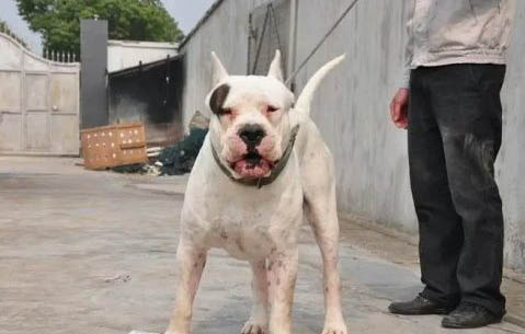 杜高和比特犬哪個厲害