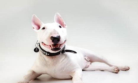 怎么樣讓牛頭梗更強壯?